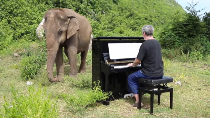 Bach on Piano for Blind Elephant