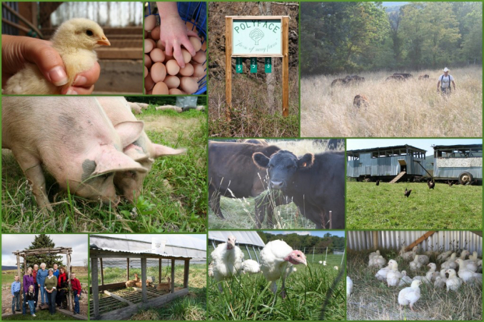 Hero of the Week: July 4, 2019 – Small Farmer & Author Joel Salatin