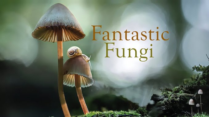 Let’s Go to the Movies: Week of May 18, 2020 –  Fantastic Fungi