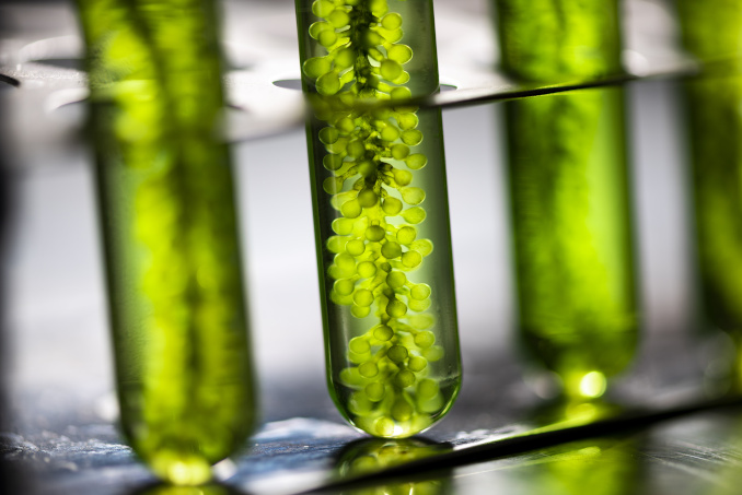 Algae to Solve Pentagon’s Jet Fuel Problem