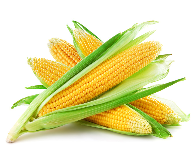 GM Corn Causes Liver and Kidney Damage